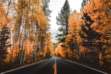Orange And Yellow Autumn Road Landscape