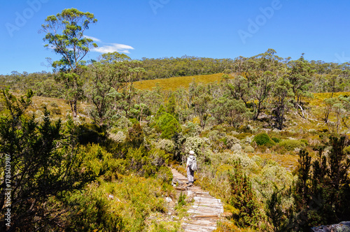 Fotografia, Obraz Dove Canyon and Enchanted Forest Walk is a scenic bushwalk in the Cradle Mountai