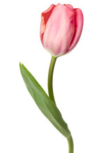 One Pink Tulip Flower Isolated On White Background