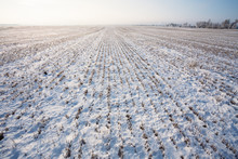 Winter Field Covered With Snow