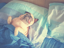 Cute Pug Dog Sleep Rest In Bed, Wrap With Blanket And Tongue Sticking Out In Lazy Time