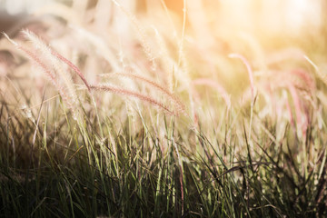 meadow grass fiels with flower in sunset light of hope faith believe in god concept with landscape background