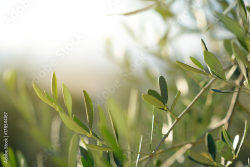 Olive Tree In Italy Harvesting Time Sunset Olive Garden Detail