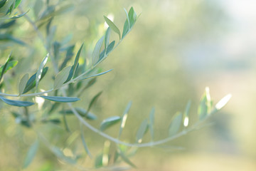 Sticker - Olive tree in Italy, harvesting time. Sunset olive garden, detail with copy space for your text, soft focus.