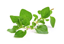 Fresh Oregano Herb On White Background