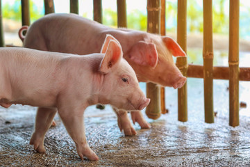 Piglet waiting feed in the farm. Pig indoor on a farm yard in Thailand. swine in the stall. Close up eyes and blur. Portrait animal.