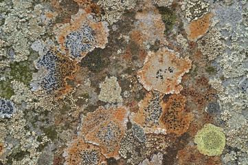 Different lichen species covering rock surface