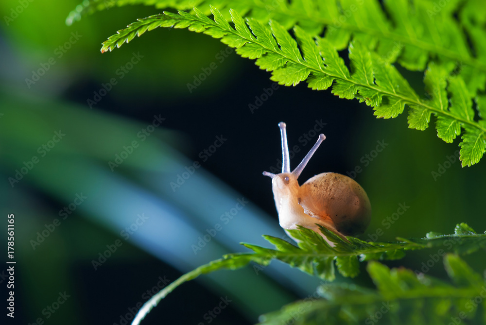 Close up photography of snail in nature - obrazy, fototapety, plakaty 