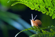 Close up photography of snail in nature