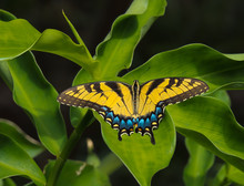 HDR Photo Of An Eastern Swallowtail Butterfly