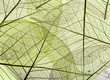 © Vera Kuttelvaserova - a leaf texture close up isolated on white