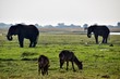 Elefantenherde - Afrika - Nationalpark