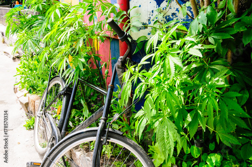 Zdjęcie XXL Rower jest zaparkowany przed krzewami marihuany w ogrodzie w Freetown Christiana w Kopenhadze.