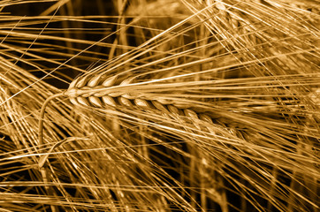 Wall Mural - Close-up of the ear of barley. Barley detail.