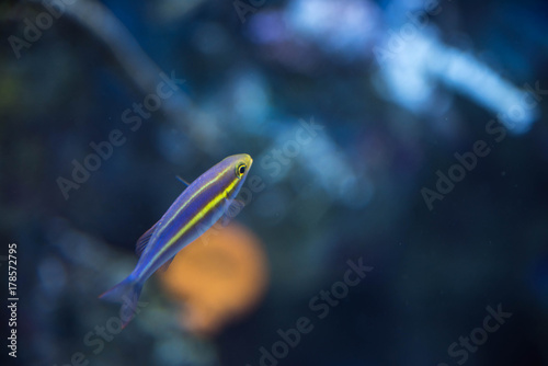 Zdjęcie XXL ryby w akwarium SEA w Singapurze