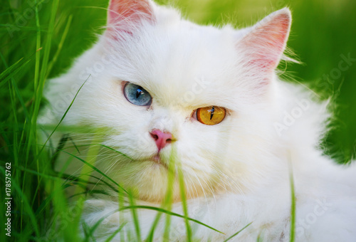 White Persian Cat With 2 Different Colored Eyes Heterocromatic
