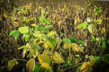 Soybean harvest background