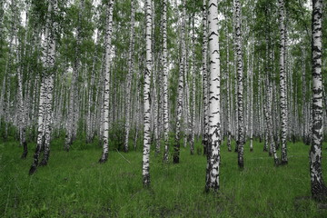  Birches forest