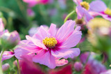 Fototapeta Kosmos - pink cosmos flowers , daisy blossom flowers in the garden