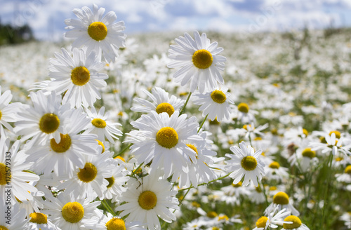 white-field-of-daisies-on-a-windy-day-in-summer-blue-sky-white-clouds