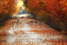 Autumn Deer Free Stock Photo - Public Domain Pictures