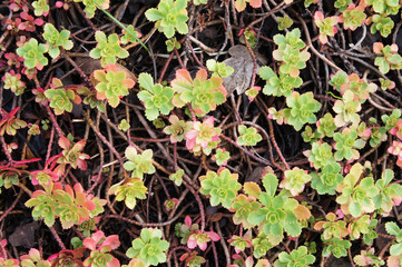 Sedum hybridum immergrunchen green and pink plant