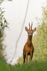 Wall Mural - curious deer