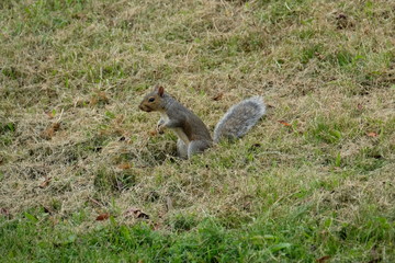 Canvas Print - Squirrel in grass