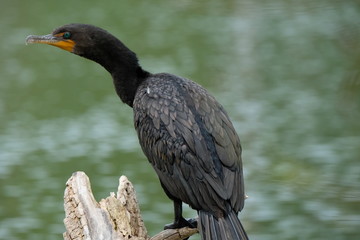 Sticker - Cormorant on a pond