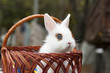 The side view of  small decorative white rabbit is sitting into the basket and peeps out. The Easter and celebration at home concept