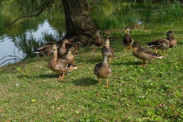 Canvas Print - Ducks on grass