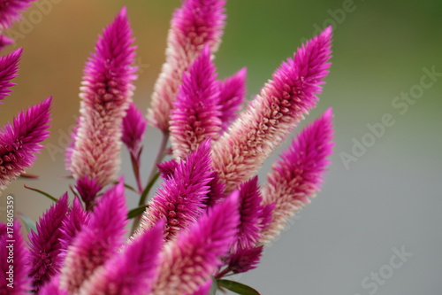 Fototapeta na szkło Pink-purple flowe