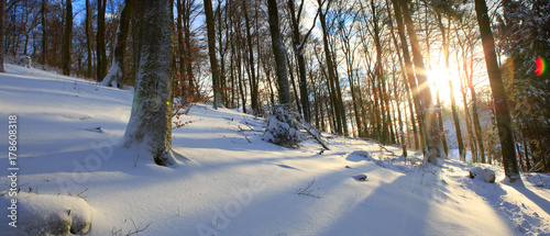 Zdjęcie XXL Zachód słońca w lesie zimą.