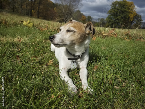 Fotografie, Obraz Little Jack Russell Terrier Dozing in the Sun