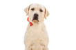 © TSB - Mr Super Dog