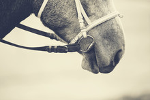 Muzzle Of A Horse In A Bridle.