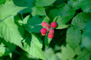 Wild raspberries