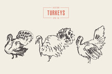 Set Turkeys Drawn Vector Illustration, Sketch