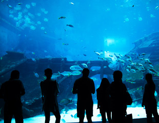 people observing fish in aquarium  , Ocean fish in tank