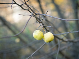 Two green apples on the branches without leaves in autumn Park.