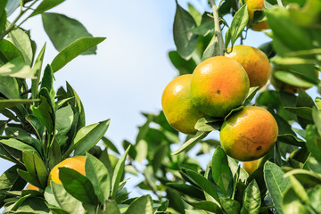 The orange trees are ripe oranges in the autumn harvest season