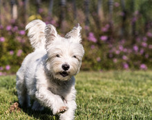 West Highland White Terrier Running In The Green Grass