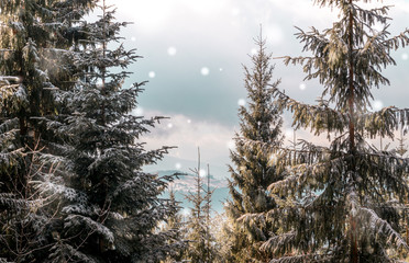 Wall Mural - Christmas snow-covered forest. Winter Holidays in the Carpathian Mountains