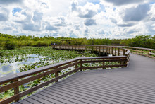Anhinga Trail Of The Everglades National Park. Boardwalks In The Swamp. Florida, USA.