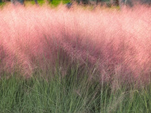 Pink Hairawn Muhly, Muhlenbergia Capillaris, Perennial Tufted Ornamental Grass With Narrow Long Leaves And Small Red To Pink Flowers With Awns On Elongate Panicle With Filiform Spreading Branches.