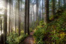 Sun Beams Along Hiking Trail In Washington State Park USA America