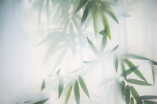Green Bamboo In The Fog With Stems And Leaves Behind Frosted Glass