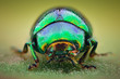 Extreme magnification - Green jewel beetle