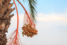Unripe Orange And Green Dates Hanging On Branch Of The Palm Tree