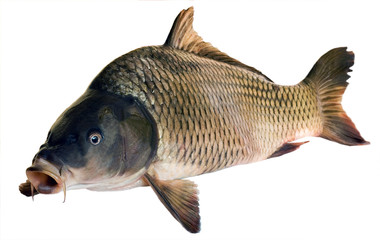 Wall Mural - River fish big carp